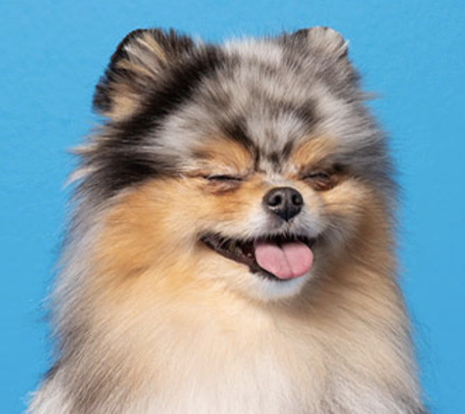 All Pets Grooming Salon Oakleaf All valid points www.barkersgrooming