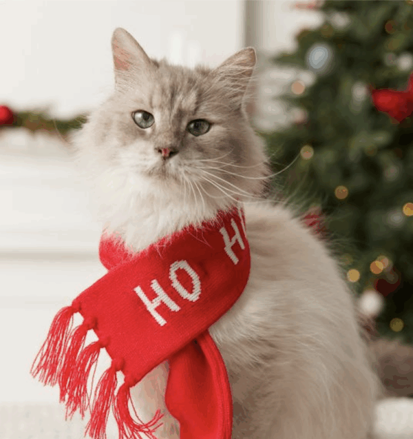 Kitty with Xmas Scarf