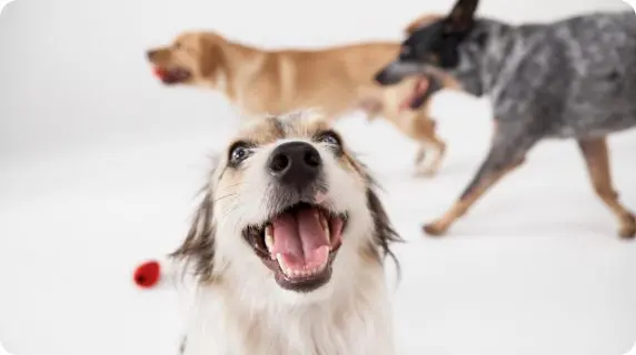 Dogs Playing