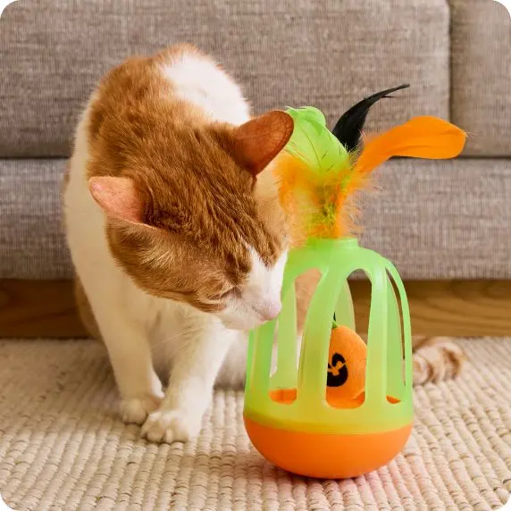 Cat Toy