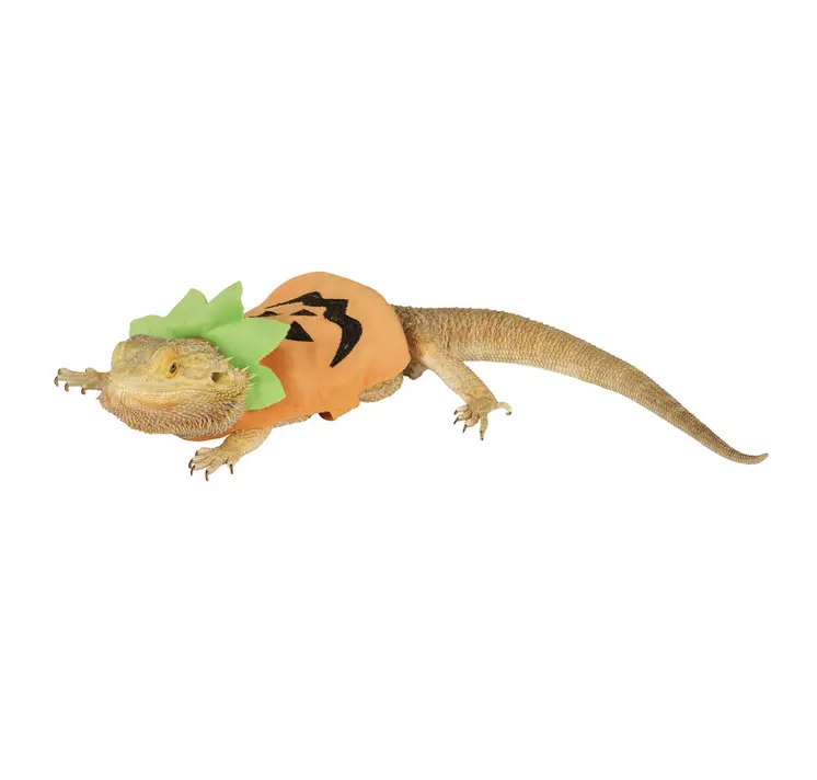Pumpkin Reptile Costume