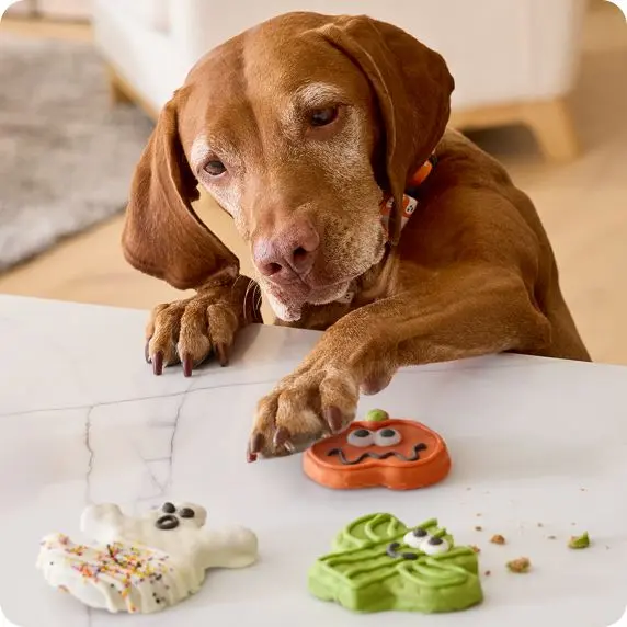 Spooky Dog Treats
