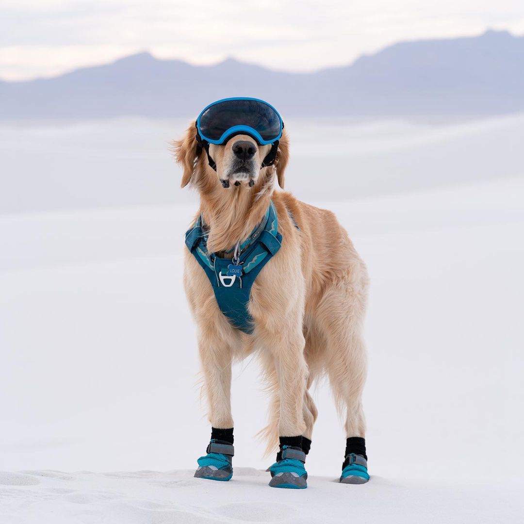 dog muzzle petsmart canada